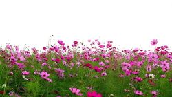 Cosmos flower field Stock Footage
