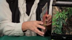 How Much Heat & Water Your Pet Tarantula Needs Instructional Video