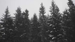 Snow Storm in woodlands - SLOW MOTION Stock Footage