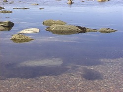 Método científico: definiendo un problema o pregunta Instructional Video