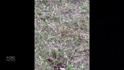 #TheMoment a mystery critter baffled everyone — including the experts News Clip