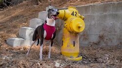 slow motion italian greyhound dog panting by outdoor fire hydrant Stock Footage
