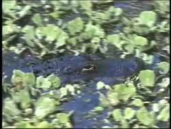 Energy in Ecosystems Instructional Video