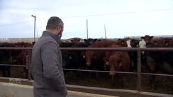 Uncertainty stoked by Trump’s tariff threats plagues agriculture sector News Clip