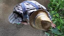 man farmer working in vegetable garden, pesticide sprays on plants, top view and copy space template Stock Footage