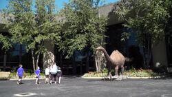 CLEAN : Full-scale Noah's Ark -- a showcase for US creationists News Clip