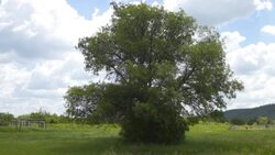 CLEAN : Canada: 751 unmarked graves discovered at indigenous school News Clip