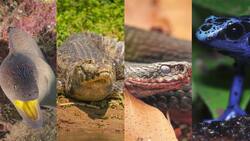 I WONDER - Has Anyone Ever Swam The Whole Amazon River?
 Me Pregunto - Alguien Ha Nadado Alguna Vez Todo El Río Amazonas? Instructional Video