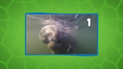 Some Cool Facts About Manatees, Also Known As Sea Cows Instructional Video