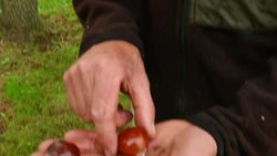 Sustainable Chestnut Farming: A Low-Tech Organic Approach Instructional Video