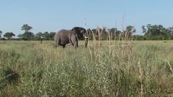 Introduction to Elephants in Spanish Instructional Video