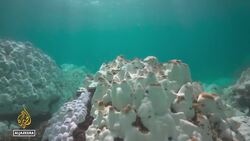 Mass coral bleaching: Divers in Thailand try to heal reef damage News Clip