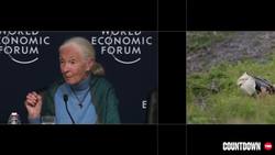 TED: The global movement to restore nature's biodiversity | Thomas Crowther Instructional Video