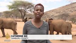 Extreme weather in Horn of Africa puts elephants & humans at risk News Clip