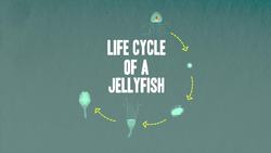 How to Live Forever? Be a Jellyfish Instructional Video