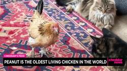 'Peanut' is the Oldest Living Chicken in the World News Clip