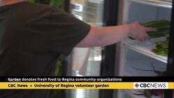 Regina community garden provides fresh free vegetables to local groups News Clip
