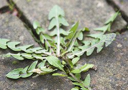 Invading Plant Species Instructional Video