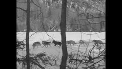 Dog sled teams race over winter landscape News Clip