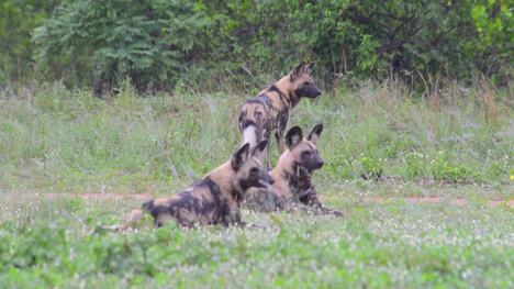 Incredible encounters with wild dogs in the Sabi Sand Game Reserve in South Africa.