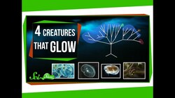 Four Creatures That Glow Instructional Video