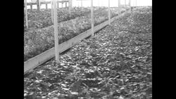 Poinsettias growing in hothouse in US at Christmastime News Clip