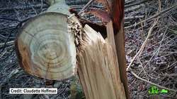 Bringing Back the Lost American Chestnut Tree Instructional Video