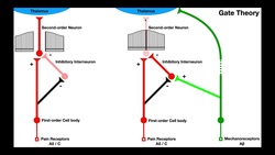 Pain Modulation | Gate Control & Endogenous Opioid Mechanisms [TENS/IFC] Instructional Video