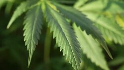 blooming medical cannabis plant Stock Footage