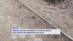 311 data: Nearly 700 complaints about dog waste filed in Brooklyn last year Instructional Video