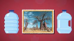 Five Facts - Plants Instructional Video