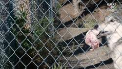 Living with Wolves Saved My Life Instructional Video