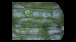 The Importance of Plants Instructional Video