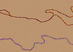 RNA Instructional Video