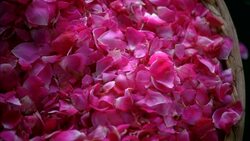 CLOSE ANGLE OF BASKET OF FLOWER PETALS. HAND GRABS A HANDFUL. Stock Footage