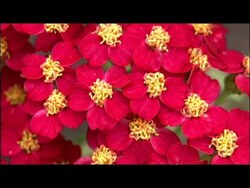 Introducing Insectary Plants for Your Garden Instructional Video