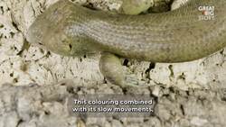 These Skinks Are on the Brink of Extinction Instructional Video