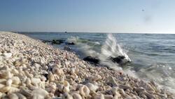 Bushwhacked! - Series 2 - Episode 12 (Manta Rays) Instructional Video