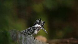 Kingfisher bird : adult Crested kingfisher (Megaceryle lugubris) Stock Footage