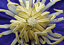 Carpel Instructional Video