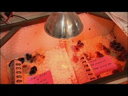 Raising Backyard Chickens - Heat Lamps and Baby Chicks Instructional Video