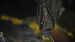 aquatic organisms Stock Footage