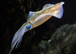 Southern Reef Squid Instructional Video