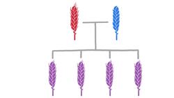 Why It’s HARD To Bring A New Apple To Market Instructional Video