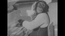 Annual circus is presented in Germany by Sciplinis chimp family News Clip