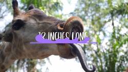 Giraffes: The Gentle Giants of the Savannah" Instructional Video