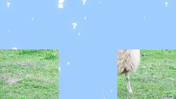 Guess the Animal! (Part Two) Learning Animals For Kids Instructional Video