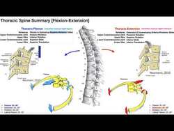 RE-UPLOAD: Rib Movements | Coupled with Thoracic Flexion & Extension Instructional Video