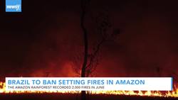 Brazil To Temporarily Ban Fires In The Amazon Rainforest News Clip