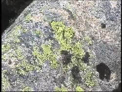 Life in the Tundra: Challenges and Adaptations Instructional Video